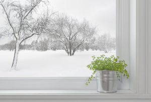 winter-house-plants-beechtree-apartments